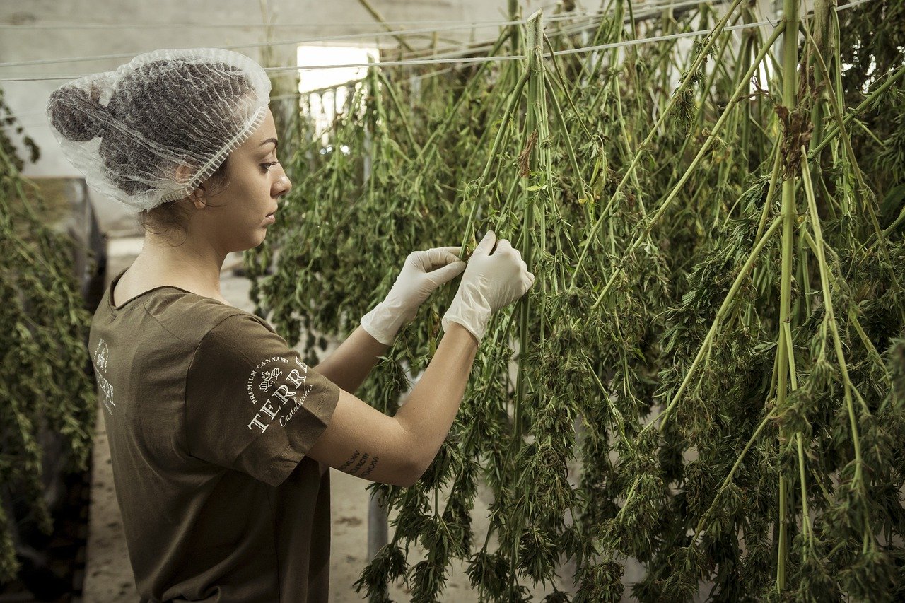 feuille de cannabis